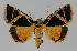  ( - BC EF Lep 01126)  @14 [ ] Copyright (2010) Unspecified Research Collection of Egbert Friedrich