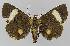  ( - BC EF Lep 01127)  @13 [ ] Copyright (2010) Unspecified Research Collection of Egbert Friedrich
