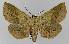  (Ophyx ochroptera - BC EF Lep 01128)  @14 [ ] Copyright (2010) Unspecified Research Collection of Egbert Friedrich