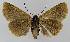  ( - BC EF Lep 01130)  @13 [ ] Copyright (2010) Unspecified Research Collection of Egbert Friedrich