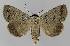  ( - BC EF Lep 01132)  @14 [ ] Copyright (2010) Unspecified Research Collection of Egbert Friedrich