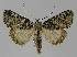  (Crypsiprora EF01 - BC EF Lep 01136)  @15 [ ] Copyright (2010) Unspecified Research Collection of Egbert Friedrich