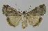  ( - BC EF Lep 01138)  @13 [ ] Copyright (2010) Unspecified Research Collection of Egbert Friedrich