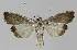  ( - BC EF Lep 01139)  @13 [ ] Copyright (2010) Unspecified Research Collection of Egbert Friedrich