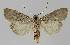 ( - BC EF Lep 01140)  @13 [ ] Copyright (2010) Unspecified Research Collection of Egbert Friedrich