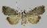  ( - BC EF Lep 01141)  @13 [ ] Copyright (2010) Unspecified Research Collection of Egbert Friedrich