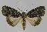  ( - BC EF Lep 01144)  @14 [ ] Copyright (2010) Unspecified Research Collection of Egbert Friedrich