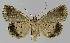  ( - BC EF Lep 01150)  @13 [ ] Copyright (2010) Unspecified Research Collection of Egbert Friedrich
