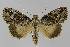  ( - BC EF Lep 01151)  @14 [ ] Copyright (2010) Unspecified Research Collection of Egbert Friedrich
