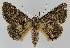  ( - BC EF Lep 01157)  @14 [ ] Copyright (2010) Unspecified Research Collection of Egbert Friedrich