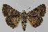  ( - BC EF Lep 01158)  @14 [ ] Copyright (2010) Unspecified Research Collection of Egbert Friedrich