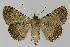  ( - BC EF Lep 01158)  @13 [ ] Copyright (2010) Unspecified Research Collection of Egbert Friedrich
