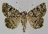  ( - BC EF Lep 01163)  @13 [ ] Copyright (2010) Unspecified Research Collection of Egbert Friedrich