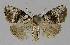  (Acatapaustus metallopa - BC EF Lep 01188)  @14 [ ] Copyright (2010) Unspecified Research Collection of Egbert Friedrich