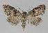 ( - BC EF Lep 01199)  @14 [ ] Copyright (2010) Unspecified Research Collection of Egbert Friedrich