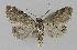  ( - BC EF Lep 01199)  @13 [ ] Copyright (2010) Unspecified Research Collection of Egbert Friedrich