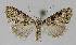  ( - BC EF Lep 01200)  @13 [ ] Copyright (2010) Unspecified Research Collection of Egbert Friedrich