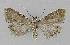  ( - BC EF Lep 01200)  @13 [ ] Copyright (2010) Unspecified Research Collection of Egbert Friedrich