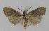  ( - BC EF Lep 01209)  @12 [ ] Copyright (2010) Unspecified Research Collection of Egbert Friedrich