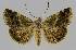 ( - BC EF Lep 01215)  @14 [ ] Copyright (2010) Unspecified Research Collection of Egbert Friedrich