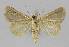  ( - BC EF Lep 01240)  @13 [ ] Copyright (2010) Unspecified Research Collection of Egbert Friedrich