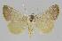  ( - BC EF Lep 01241)  @14 [ ] Copyright (2010) Unspecified Research Collection of Egbert Friedrich
