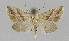  ( - BC EF Lep 01242)  @13 [ ] Copyright (2010) Unspecified Research Collection of Egbert Friedrich
