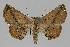  ( - BC EF Lep 01244)  @14 [ ] Copyright (2010) Unspecified Research Collection of Egbert Friedrich