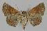  ( - BC EF Lep 01244)  @13 [ ] Copyright (2010) Unspecified Research Collection of Egbert Friedrich