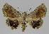  ( - BC EF Lep 01246)  @13 [ ] Copyright (2010) Unspecified Research Collection of Egbert Friedrich