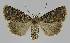  ( - BC EF Lep 01261)  @14 [ ] Copyright (2010) Unspecified Research Collection of Egbert Friedrich