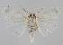  ( - BC EF Lep 01277)  @12 [ ] Copyright (2010) Unspecified Research Collection of Egbert Friedrich