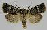  ( - BC EF Lep 01299)  @14 [ ] Copyright (2010) Unspecified Research Collection of Egbert Friedrich