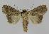  ( - BC EF Lep 01309)  @13 [ ] Copyright (2010) Unspecified Research Collection of Egbert Friedrich