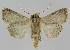  ( - BC EF Lep 01310)  @13 [ ] Copyright (2010) Unspecified Research Collection of Egbert Friedrich