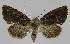  ( - BC EF Lep 01320)  @13 [ ] Copyright (2010) Unspecified Research Collection of Egbert Friedrich
