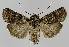  ( - BC EF Lep 01323)  @14 [ ] Copyright (2010) Unspecified Research Collection of Egbert Friedrich