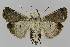  ( - BC EF Lep 01323)  @14 [ ] Copyright (2010) Unspecified Research Collection of Egbert Friedrich