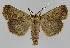  ( - BC EF Lep 01324)  @14 [ ] Copyright (2010) Unspecified Research Collection of Egbert Friedrich