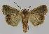  ( - BC EF Lep 01324)  @14 [ ] Copyright (2010) Unspecified Research Collection of Egbert Friedrich
