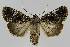  ( - BC EF Lep 01327)  @14 [ ] Copyright (2010) Unspecified Research Collection of Egbert Friedrich
