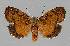  (Lyclene structa - BC EF Lep 01351)  @14 [ ] Copyright (2010) Unspecified Research Collection of Egbert Friedrich