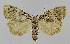  ( - BC EF Lep 01371)  @14 [ ] Copyright (2010) Unspecified Research Collection of Egbert Friedrich