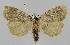  ( - BC EF Lep 01371)  @13 [ ] Copyright (2010) Unspecified Research Collection of Egbert Friedrich