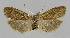  ( - BC EF Lep 01394)  @13 [ ] Copyright (2010) Unspecified Research Collection of Egbert Friedrich