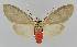  (Amerila serica - BC EF Lep 01409)  @14 [ ] Copyright (2010) Unspecified Research Collection of Egbert Friedrich