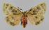  ( - BC EF Lep 01417)  @13 [ ] Copyright (2010) Unspecified Research Collection of Egbert Friedrich