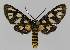  ( - BC EF Lep 01420)  @14 [ ] Copyright (2010) Unspecified Research Collection of Egbert Friedrich