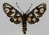  ( - BC EF Lep 01420)  @13 [ ] Copyright (2010) Unspecified Research Collection of Egbert Friedrich