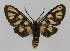  ( - BC EF Lep 01421)  @13 [ ] Copyright (2010) Unspecified Research Collection of Egbert Friedrich